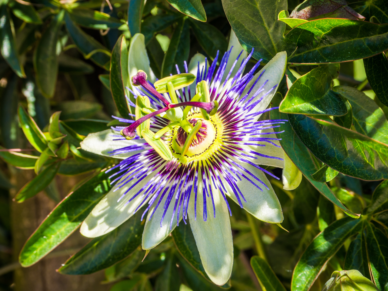 The Calming Power of Passionflower