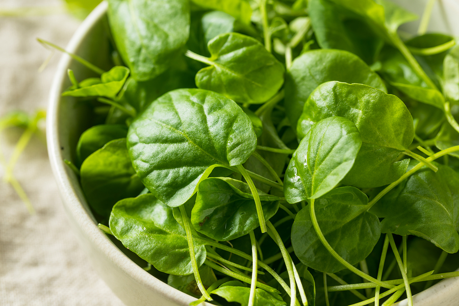 Natural Medicine for Seasonal Allergies