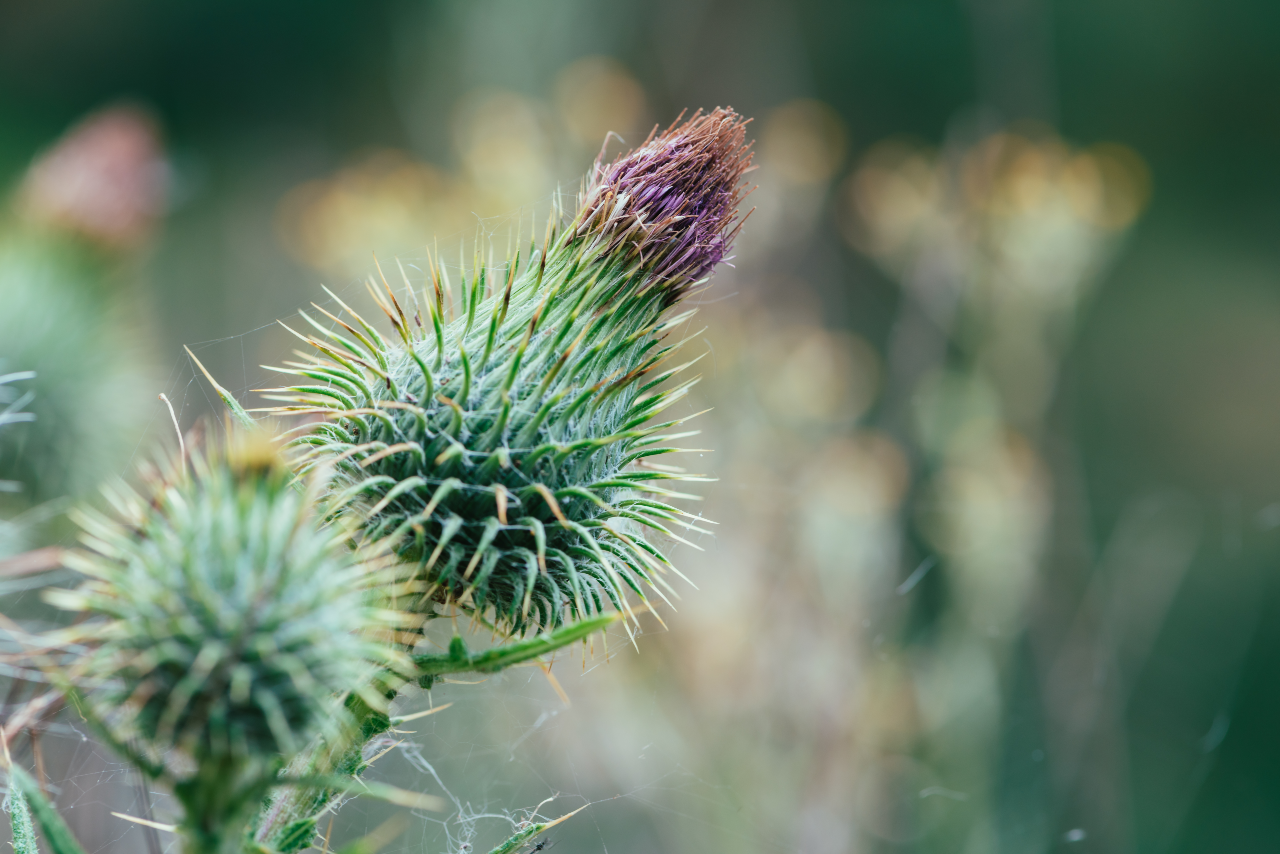 Milk Thistle