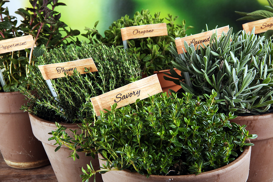Sustainable Herbs