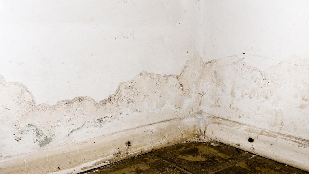 Toxic Mold Syndrome: Is Your Health at Risk?