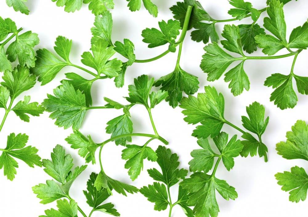 Chlorophyll Supports the Body’s Detox Pathways