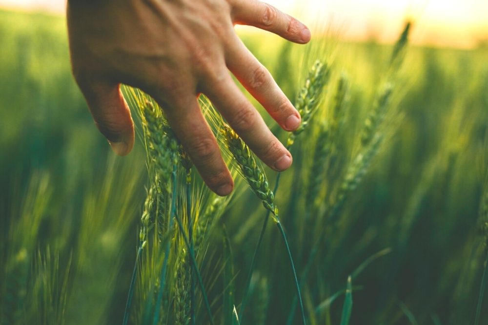 Regenerative Agriculture: A Holistic, Symbiotic Solution for a World in Crisis