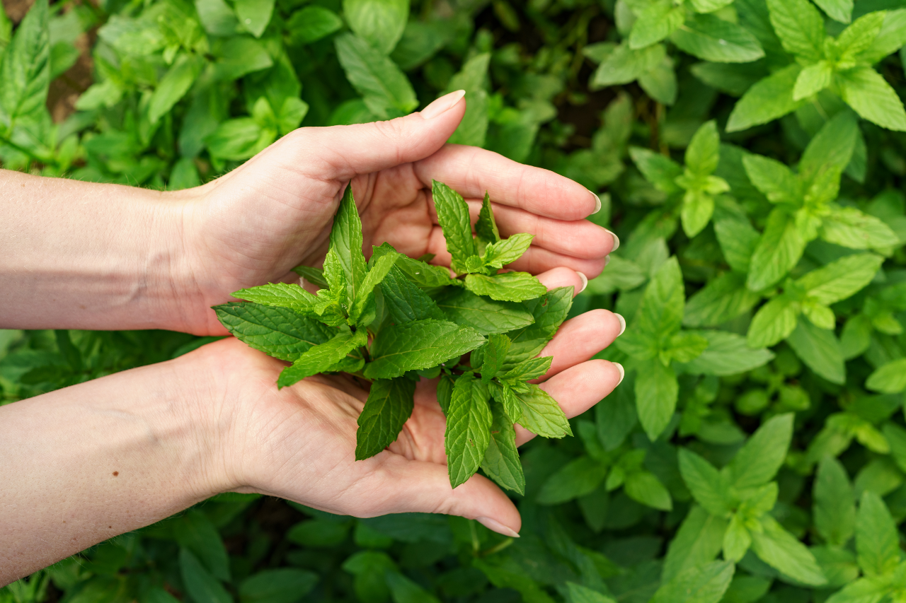 Marvelously Minty, Spearmint has Many Health Benefits