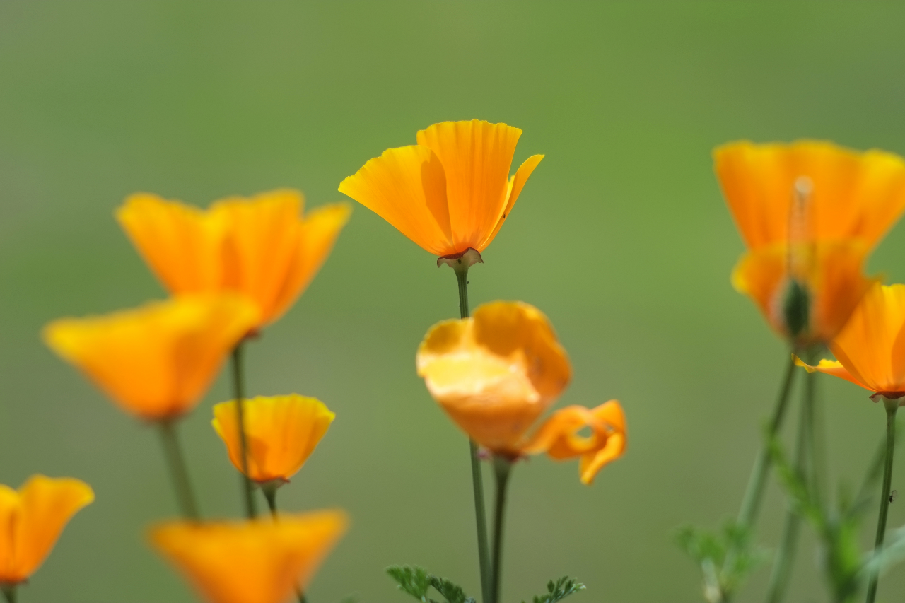 California Poppy Eases Nervous Tension