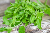 Holy Basil (Ocimum Sanctum): Herbal Remedy for Stress