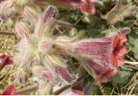 Traditional Chinese Remedy for Adrenal Support: Rehmannia