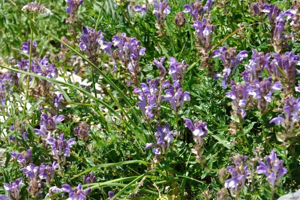 Skullcap Herb Soothes Tension and Supports Wellness