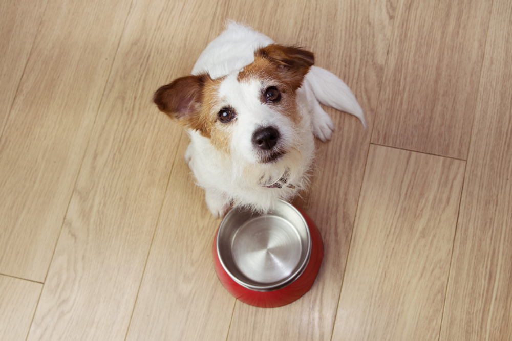 The Grain-Free Food Debate: Good, Bad or Indifferent?