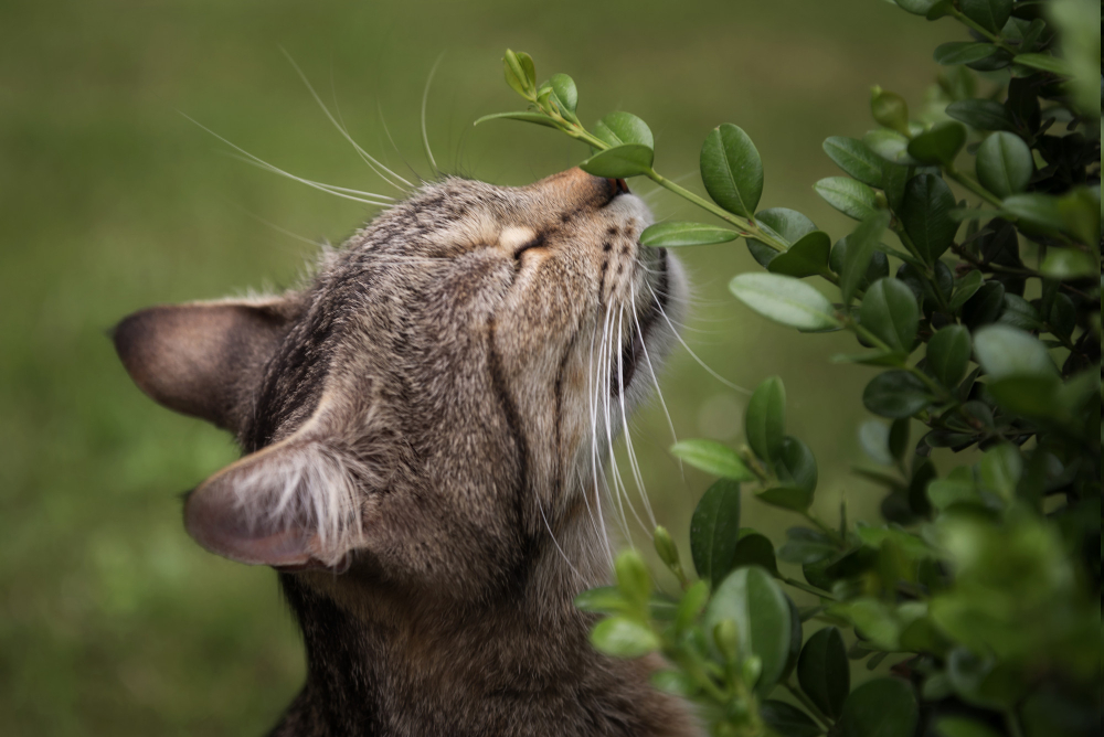 Herbs and Pets: Don’t Put Your Pet’s Health at Risk
