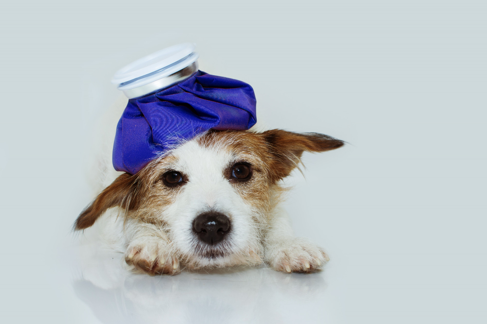 A Holistic First Aid Kit for Pets