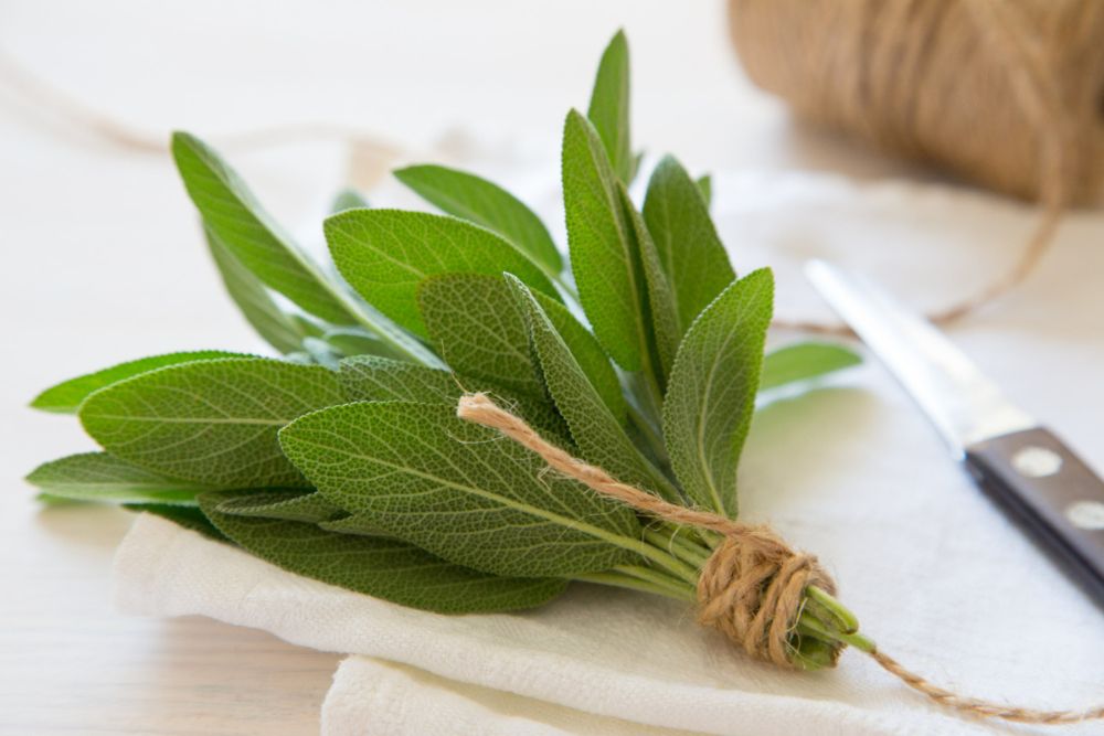 Sage: Clarity for Body and Mind