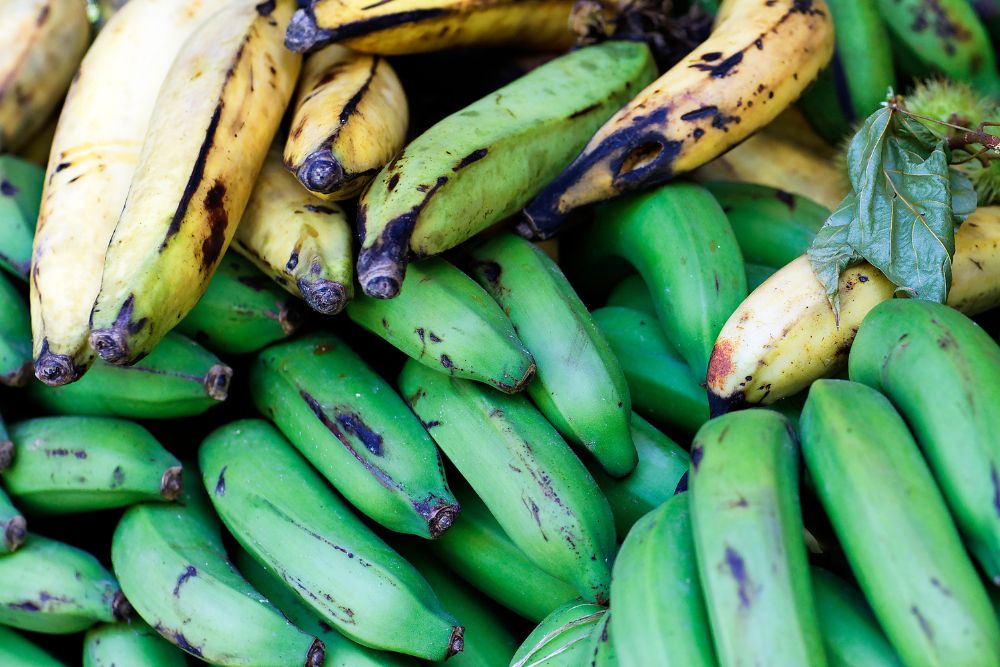 Plantain – When a Banana is Not a Banana