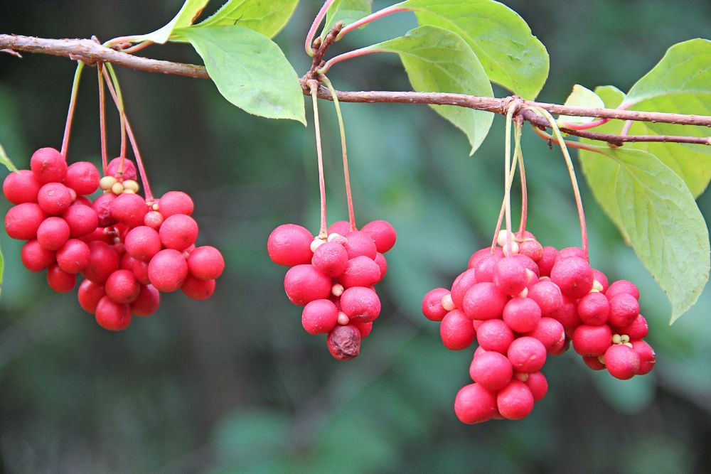 The Five Flavors of Schisandra