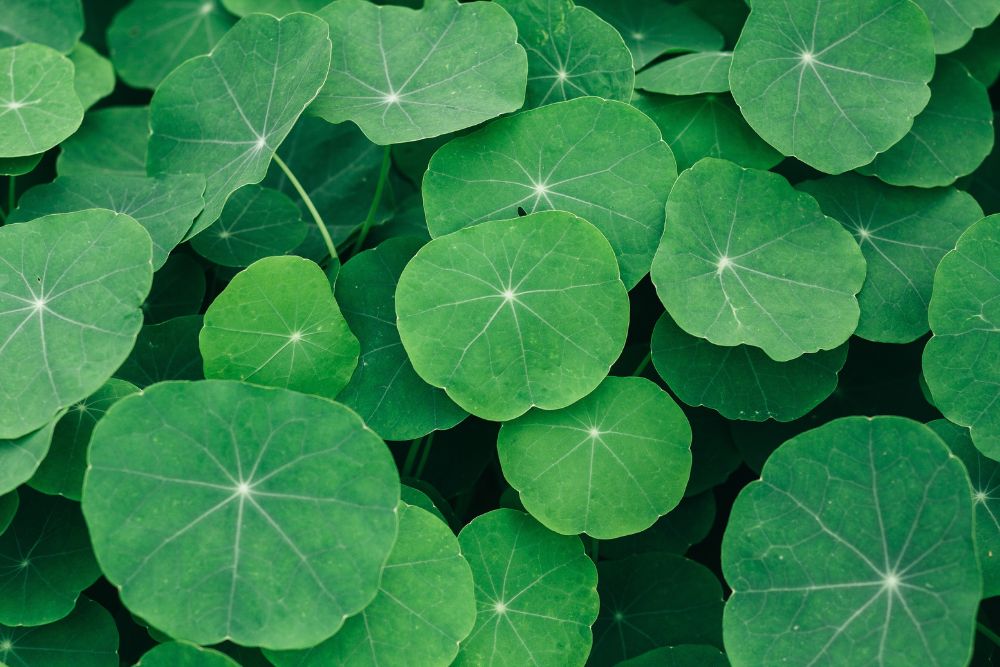 The Miracle Elixir, Gotu Kola