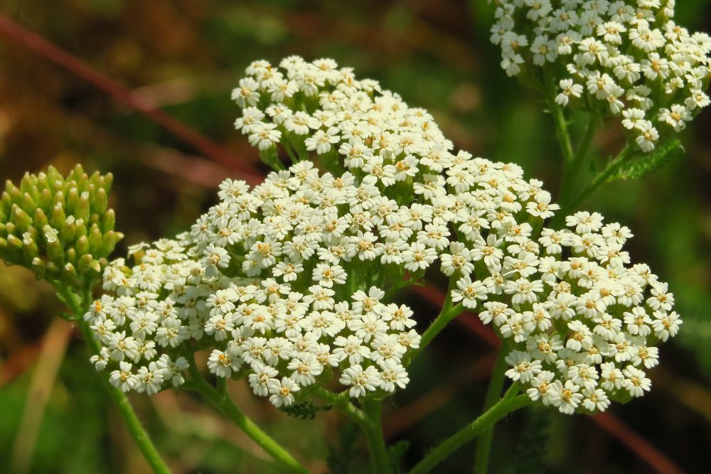 Yarrow - Jack of all Herbs